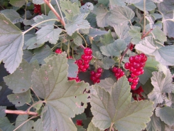 leckere Johannisbeeren